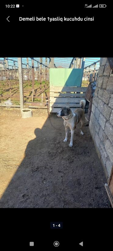 doberman itler: Qafqaz çoban iti, 1 il, Erkek, Cütləşmə üçün