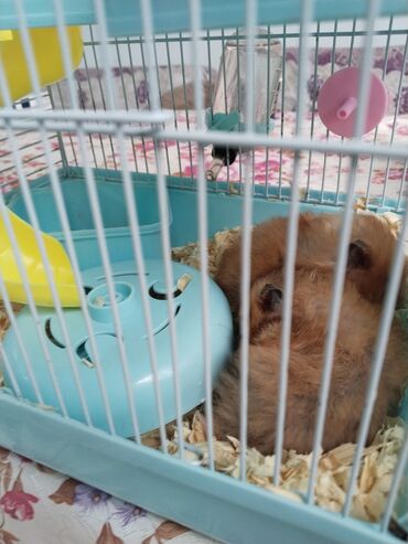 Akvarium aksessuar və ləvazimatları: Hamster üçün tam avadanlıqlı qəfəs dəsti - Rəng: açıq mavi (ağ