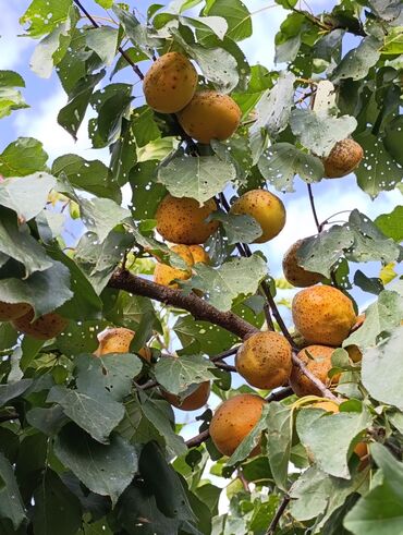 Həyət evləri və villaların satışı: 3 otaqlı, 150 kv. m, Təmirsiz — 8