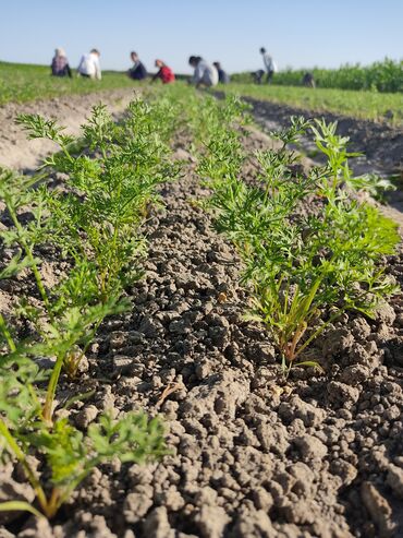 Овощи: Саженцы овощей: Морковь — 7