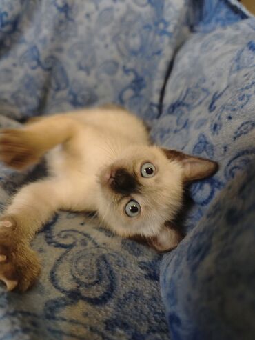 Mačke: Dostupno sijamsko mače muškog pola, naviknuto na kućne uslove, naučeno — 2