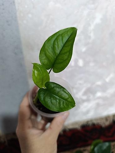 Сингониумы: Распродажа сортовых и редких комнатных растений, цены и названия — 20