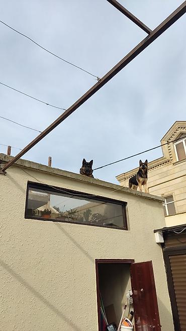 balaca cins itler: Alman çoban iti, 3 il, Erkək — 4