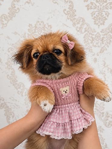 Heyvanlar üçün digər mallar: Pekines cinsi 
Ağıllı mehribandı tam sağlamdı 
3 aylıq (Dişi) baladı — 1