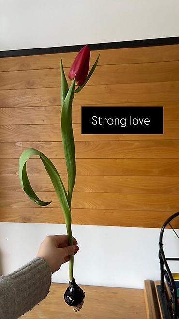 Букеты из живых цветов: Тюльпан оптом 2026 Продам оптом оптом оптом От 500шт Самые лучшие at lalafo.kg — 2 Букеты из живых цветов: Тюльпан оптом 2026 Продам оптом оптом оптом От 500шт Самые лучшие — 2