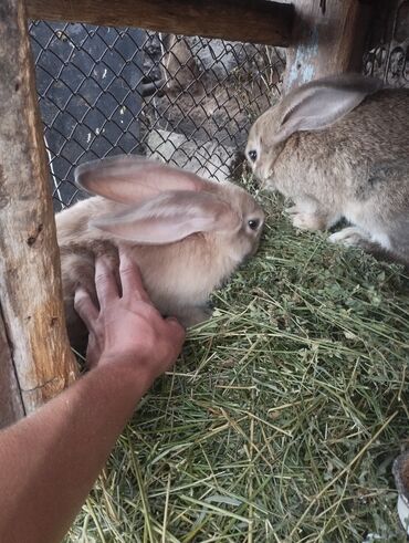 Кролики: Кролики породы Фландр, 3.5 месяца, привитые
