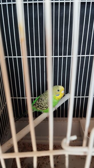 попугай ара цена: Məhsul: Ev quşları – iki dalğalı tutuquşu (budgerigar) Təsvir: -