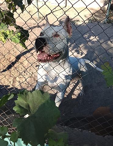 it şekli: Pitbul, 1 il, Dişi — 4
