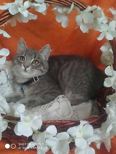 Отдам даром кошку: 3 месяца, Девочка — 9