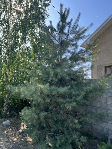 саженцы плодовых деревьев купить: Саженцы деревьев: Ели, Самовывоз