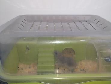 Животные: Продам джунгарского хомяка с клеткой-дюной😲🐭 Продам готовый комплект — 6