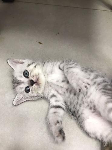 Pişiklər: Şotland — 6