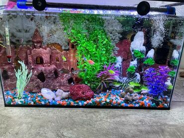 Аквариумы: Рыбки | Аквариумы | Оборудование | Аксессуары | Растения Богатый опыт — 14