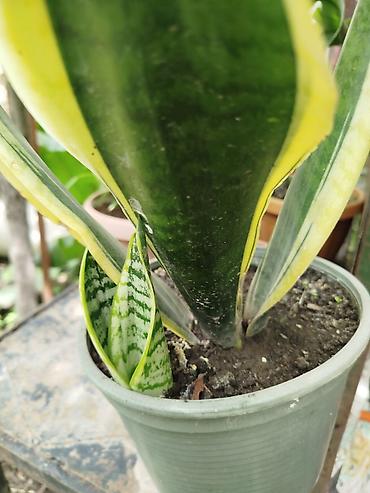 тёщина язык: Сансевиерия (лат. Sansevieria), известная также как «щучий хвост» или — 2