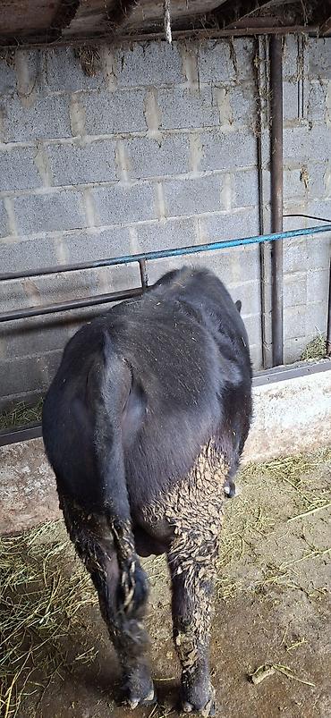 Коровы, быки: Продаю | Бык (самец), Тёлка | Ангус, Алатауская — 4