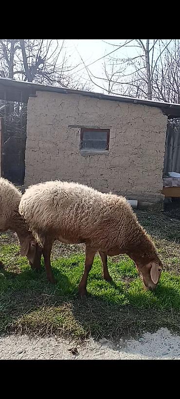 Баран, овца: Продаю | Овца (самка) | Для разведения | Матка at lalafo.kg — 5 Баран, овца: Продаю | Овца (самка) | Для разведения | Матка — 5