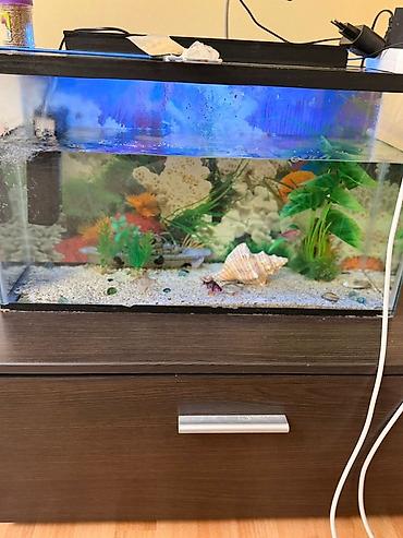 islenmis kompressor: Dördbucaq akvarium, Balıqlarla birlikdə, 42 l, Ünvandan götürmə — 3