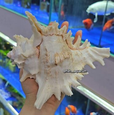 Аквариумы: Разные ракушки! Бишкек
от 50 и выше — 6