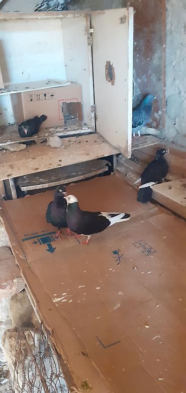 korella satışı: Ebresler,kömür qaralar,kekilli lelekli ebresler göyler satilir — 7