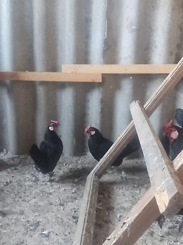 говорящий попугай жако: Продам Карликовых кур, породы Ява 8 штук обмен интересует — 2