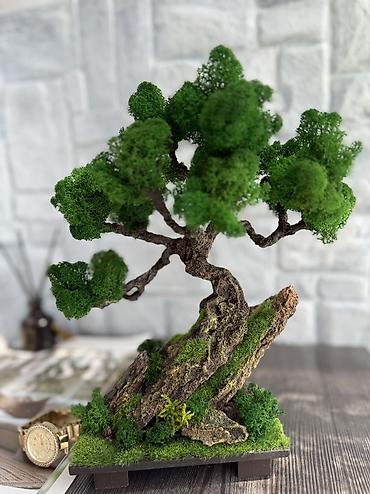 Другой декор и предметы интерьера: В переводе с японского Бонсай означает «дерево, выращенное в блюде» — 47