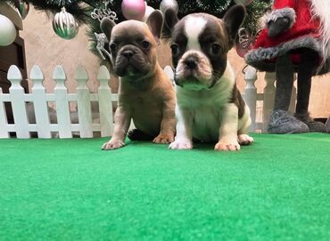 Psi: Štenci francuskog buldoga. U novogodisnjoj ponudi sjajno leglo na lalafo.rs — 3 Psi: Štenci francuskog buldoga. U novogodisnjoj ponudi sjajno leglo — 3