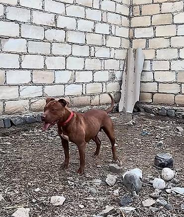 pitbull balaları: Pitbul, 2 ay, Erkək, Peyvəndli, Ünvandan götürmə — 3