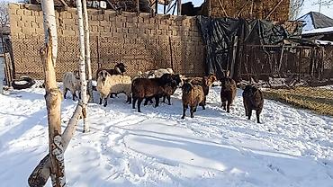 Козы, козлы: Продаю | Коза (самка), Козёл (самец), Козлёнок | Полукровка, Нубийская, Битал | На забой, Для разведения | Племенные, Осеменитель — 4