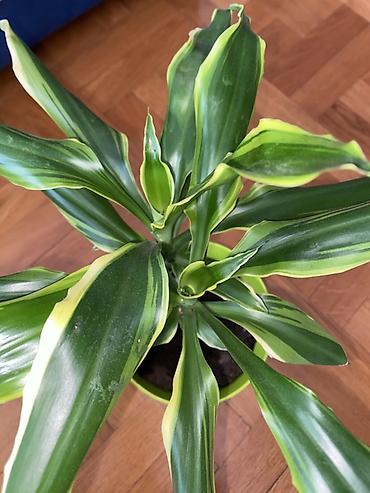 boja sampanjca: Dracena fragrans (Dracaena deremensis ‘Warneckii’ tip) – sobna biljka — 4