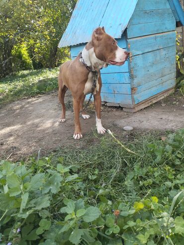 аксессуары для собак мелких пород: Pitbul