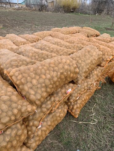 цена картошки в бишкеке 2023 год: Картошка Джелли, Оптом
