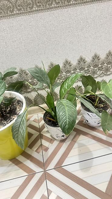 затенение: Спатифиллум (Spathiphyllum) в горшках - Кустовые растения с крупными — 1