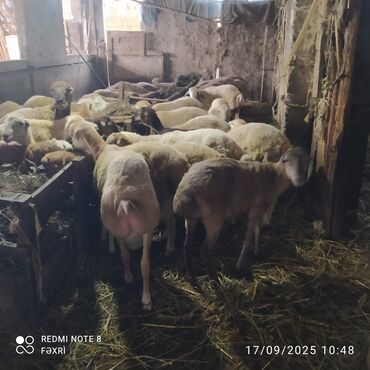 Digər kənd təsərrüfatı heyvanları: Əmlik quzular kiloqramı 10 manat bir az böyük quzular kiloqramı 9 — 2