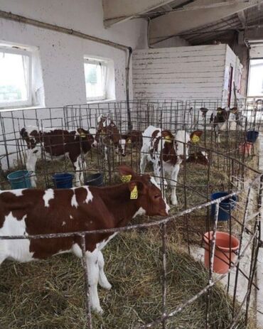 продаю дойных коров: Продаю | Корова (самка), Бык (самец) | Полукровка, Ангус, Герефорд | Для разведения