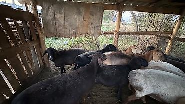 корм аллер: Продаю | Овца (самка) | На забой | Матка — 5