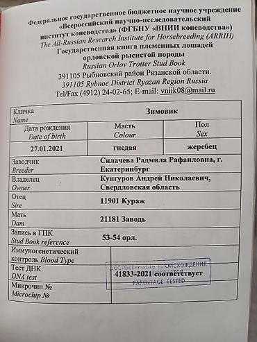 кони: Продаю | Конь (самец), Жеребец | Кара Жорго | Для разведения, Рабочий, Конный спорт | Племенные, Осеменитель — 3