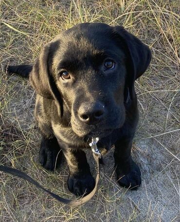 satılıq it: Labrador-retriver, 2 ay, Erkek, Peyvəndli, Ünvandan götürmə