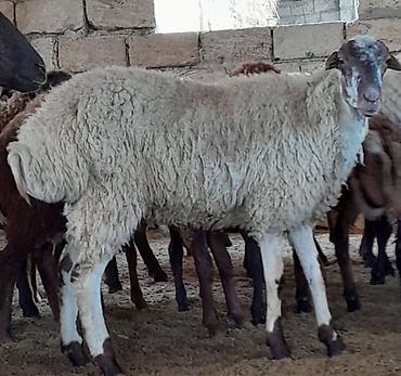 heyvan ve insan seksi: Damazlıq ve kesim üçün toglular — 4