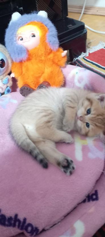 Pişiklər: Britan, Yaxşı əllərə — 30