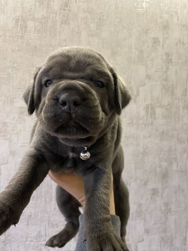 İtlər: Kane-Korso, 2 ay, Erkek, Sənədli, Pulsuz çatdırılma, Ödənişli çatdırılma — 14