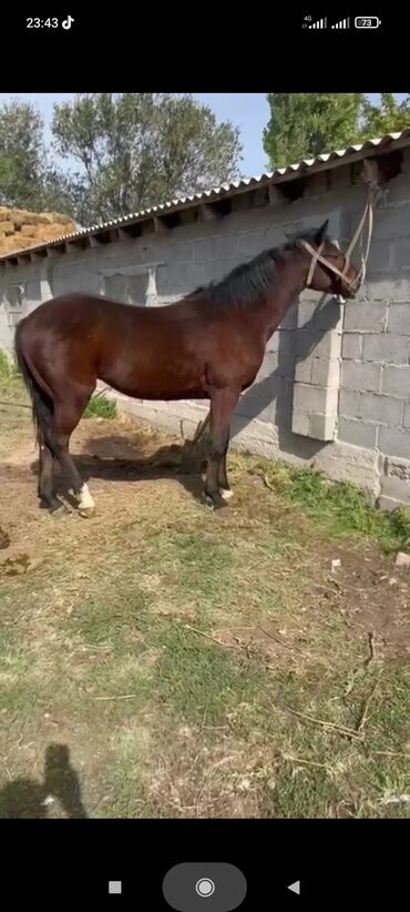 Лошади, кони: Продаю | Жеребец | Рабочий — 3