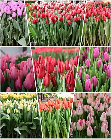 Букеты из живых цветов: Дорогие друзья! В продаже голландские тюльпаны выращенные в наших — 6