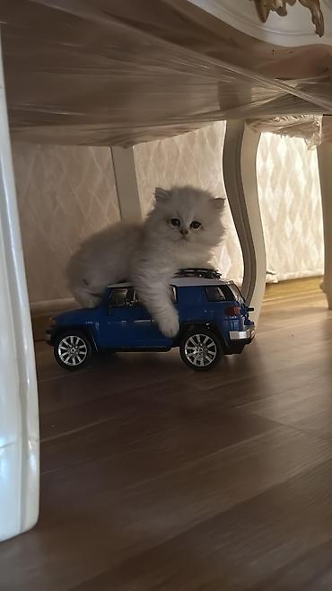 Pişiklər: Britan — 5