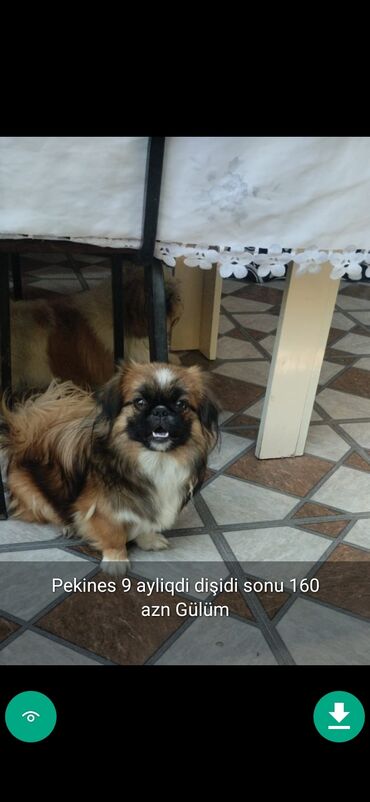 İtlər: 3 ay, Dişi, Peyvəndli — 11