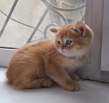 Продажа кошек: Скотиш Страйт (Шотландская прямоухая), 1 месяц, Девочка, Золотая шиншилла, Приучена к лотку, Проглистована