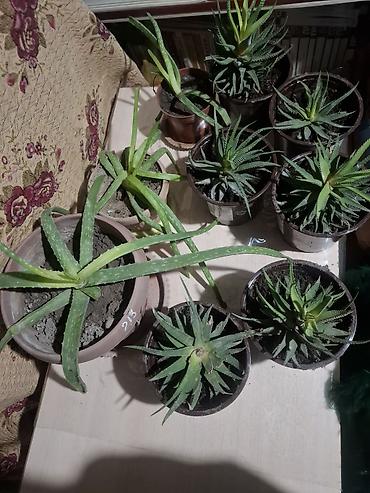 Другие комнатные растения: Продаю Много Комнатных Расстений — 7