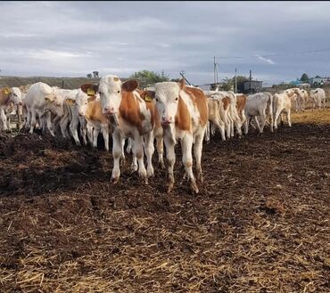 ит кыргыз добот: Продаю | Корова (самка), Бык (самец), Тёлка | На откорм, На забой, Для разведения | Племенные at lalafo.kg ит кыргыз добот: Продаю | Корова (самка), Бык (самец), Тёлка | На откорм, На забой, Для разведения | Племенные