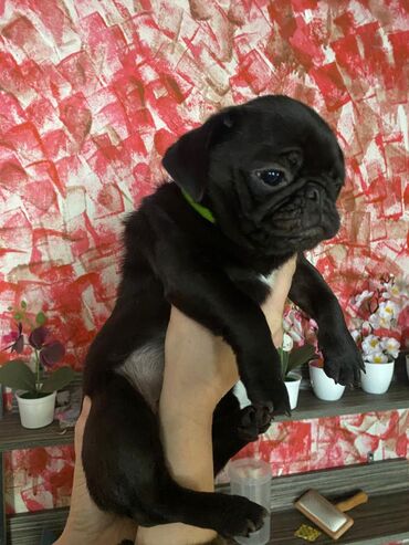 Продажа собак: Мопс, 5 месяцев, Самка, С родословной — 3