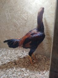 дом для собаки: Дакан жожо короз сатылат активный тошундо сусу бар алмашу жолдору бар lalafo.kg да дом для собаки: Дакан жожо короз сатылат активный тошундо сусу бар алмашу жолдору бар