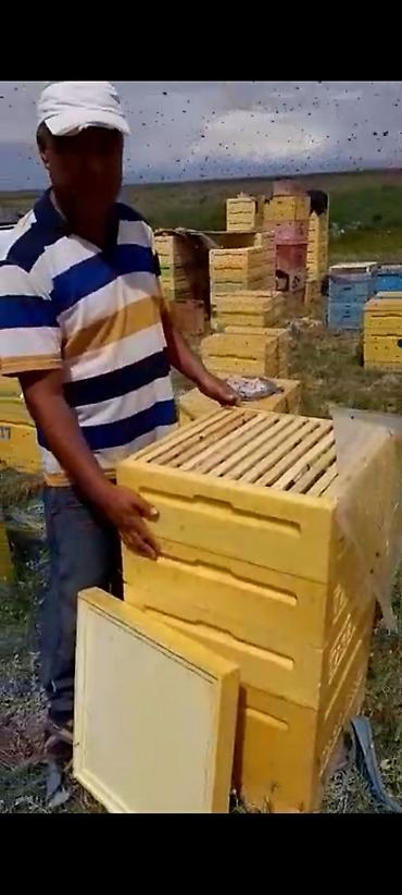 Другие с/х животные: Ульи для пчёл Преимущества ППУ ульев Пенополиуретан (ППУ) -Это — 3